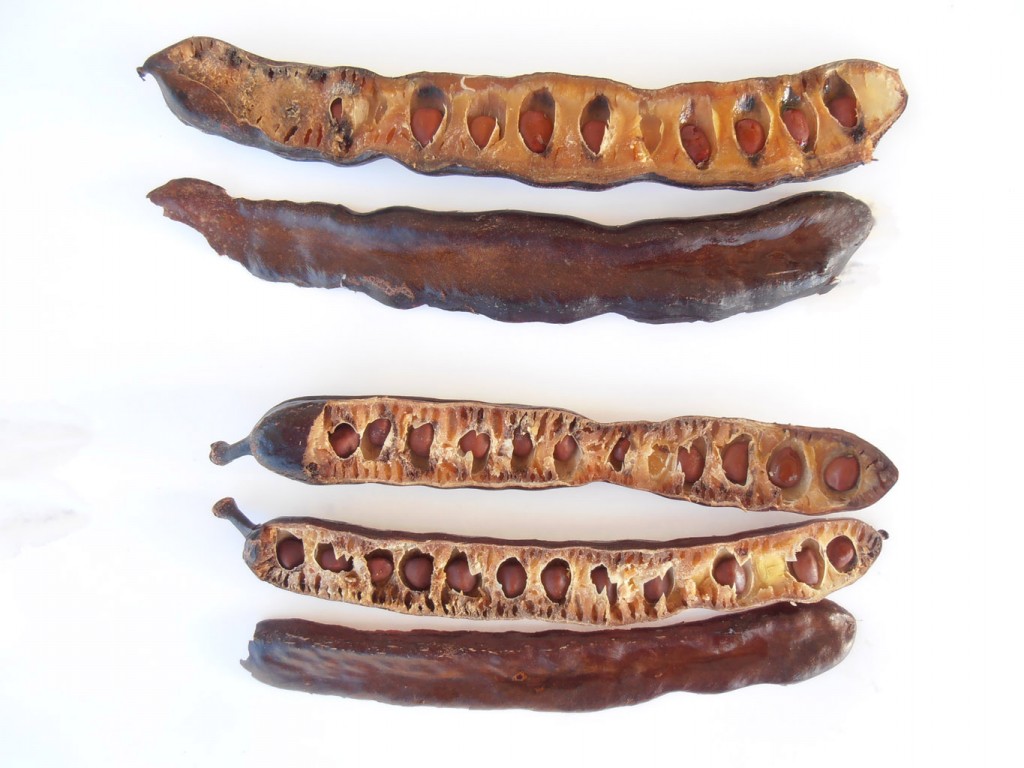 All about Carob Everything that you need to know about Carob!